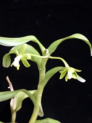 Bild von Epidendrum sp venezuela 4